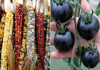 VibeX ™ VXL-579 Colourful Rainbow Corn and Purple Cherry Tomato Seeds Seed(175 per packet)