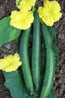 Aywal Luffa | Turai | Peechinga | Peerkangai Tori Seed(275 per packet)