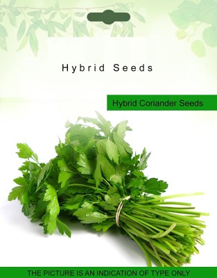CRGO CORIANDER , HARA DHANIYA Seed(40 per packet)