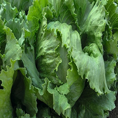 Qualtivate ™ Seeds Lettuce F1 Hybrid(40 Seeds) Seed(40 per packet)