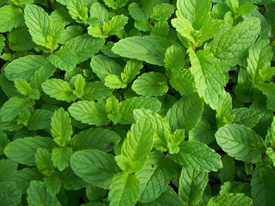 VibeX PEPPER MINT Seed(80 per packet)
