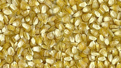 DROXTY ™ VXL-341 Maize Baby Corn Seeds Seed(20 per packet)