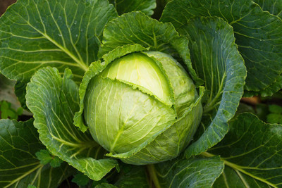 sporos CABBAGE Seed(30 per packet)