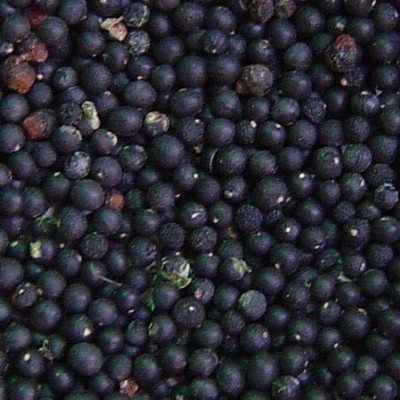 VibeX ASPARAGUS Seed(250 per packet)