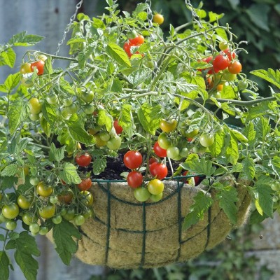 sporos CHERRY TOMATO Seed(30 per packet)