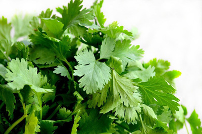 CRGO CORIANDER , HARA DHANIYA Seed(100 per packet)