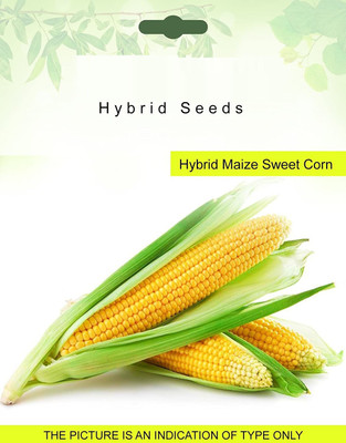 VibeX Sweet Corn Seed(35 per packet)