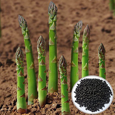 VibeX Asparagus Seed(50 per packet)