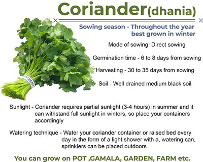 CRGO CORIANDER , HARA DHANIYA Seed(125 per packet)