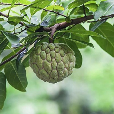 Aywal Annona Squamosa/custard Seed(5 per packet)