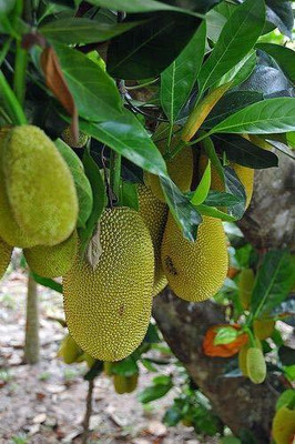 Kapebonavista Jackfruit Katahal Kathal Theibong Phanas plant, it is a plant not a seed Seed(1 per packet)
