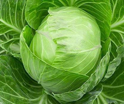 VNR Cabbage Seed(20 per packet)