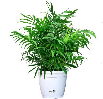 Vijay Sales Areca Plam(Pack of 1)