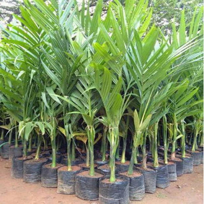 Grinian Areca Plam(Hybrid, Pack of 1)