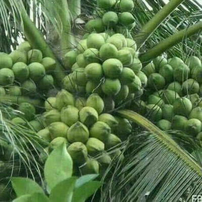 Ukanda Coconut Plant(Hybrid, Pack of 1)