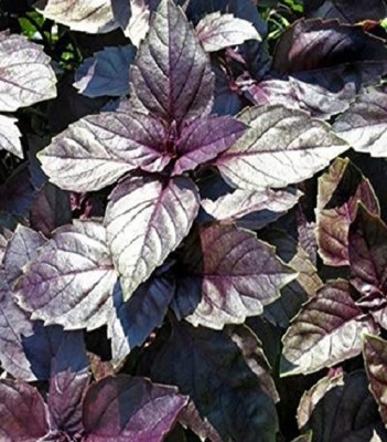 VibeX Organic F1 Hybrid Herb Red Basil Seeds Seed(70 per packet)