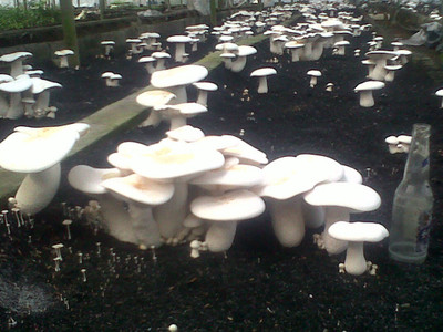 Monday Square Generation 1 High yield Milky Mushroom Spawn/Seeds 800gms Seed(800 per packet)