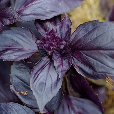 ActrovaX Red Basil Seed(1000 per packet)