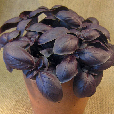 VibeX VXI-741-Basil Herbs For Health Purple Color Seeds Seed(250 per packet)