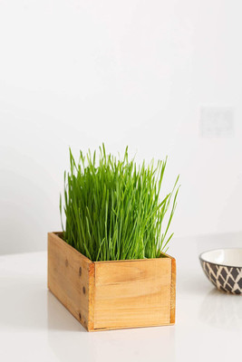 VibeX ® VXI-872-Certified Organic Non-gmo Sprouting Wheatgrass Seed(2250 per packet)