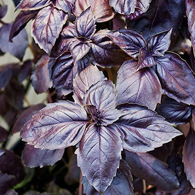 DROXTY Red Basil Seed(250 per packet)