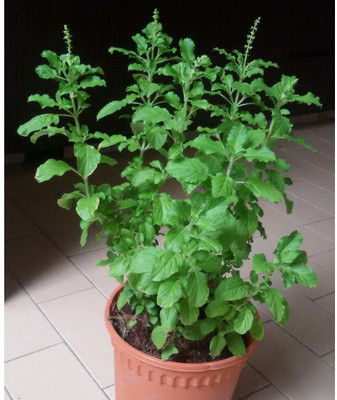 CRGO BASIL , TULSI Seed(20 per packet)