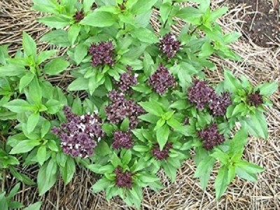 VibeX VXI-790-Home Gardening Planting Herb Seeds Thai Basil Seed(100 per packet)