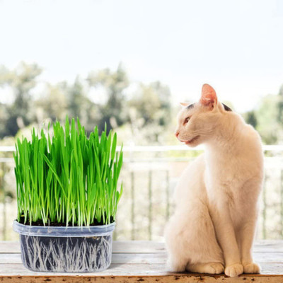VibeX ® VXI-818- Wheatgrass Seeds Catnip Wheat Grass Seeds Seed(400 per packet)