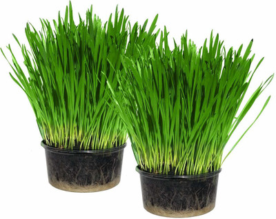 VibeX ™ VXI-37-Wheatgrass Seeds Variety For Growing Wheatgrass Seed(2500 per packet)