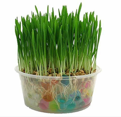VibeX ® VXI-540-Cereal Wheat Seeds - Wheatgrass Microgreens Seed(50 per packet)