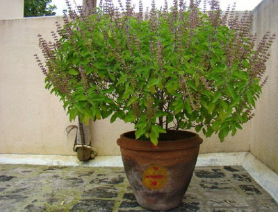 VibeX Tulsi Seed(20 per packet)
