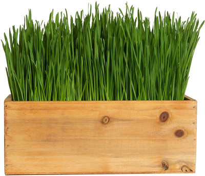 VibeX ™ VXI-703-Ornamental Grass for Decorating; Ornamental Wheatgrass Seed(1800 per packet)
