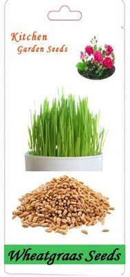 VibeX ™ VXI-163-Microgreen Soilless Organic Wheatgrass Microgreens Seeds Seed(600 per packet)