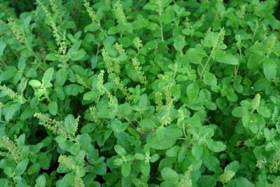 Green World Rama Tulsi Seed(50 per packet)