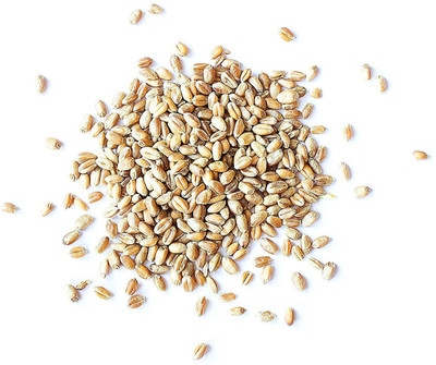 VibeX Wheatgrass Seed(1000 per packet)