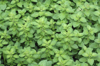 VibeX ™ XLL-433- Kitchen Garden Oregano Herb Seeds Seed(60 per packet)