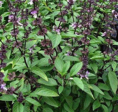 ActrovaX Basil Seed(4000 per packet)