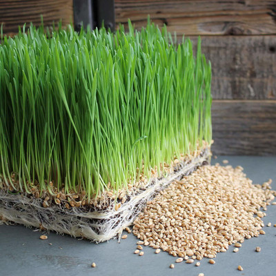 VibeX TLX-24 - Premium Hard Red Winter Wheat - (22500 Seeds) Seed(22500 per packet)