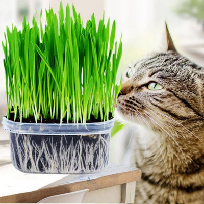 VibeX Wheatgrass Seed(150 per packet)
