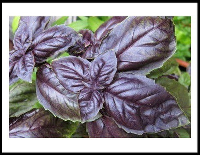 VibeX Basil Seed(90 per packet)