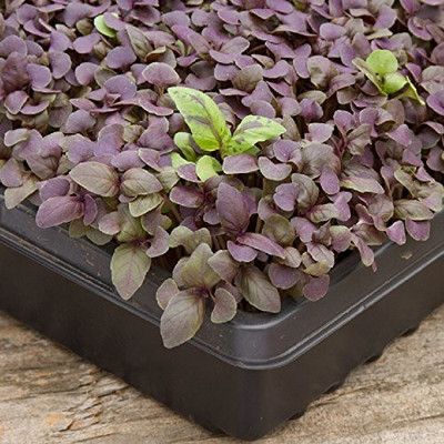 VibeX VXI-665-Basil Purple Leaf Sprout seeds Seed(20 per packet)