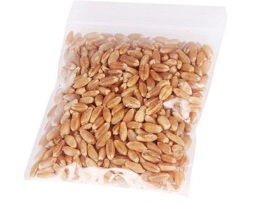 VibeX ® VXI-972-WHEATGRASS SEEDS (For Growing Wheatgrass) Seed(1600 per packet)