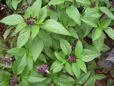 WILLVINE Basil Seed(500 per packet)