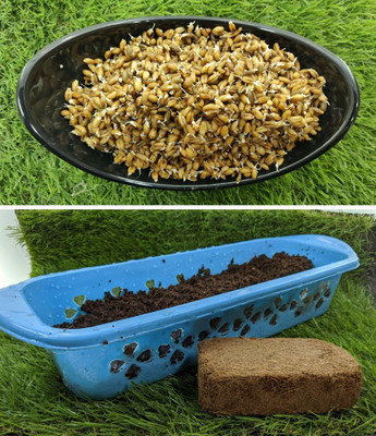 VibeX Wheatgrass Seed(1000 per packet)