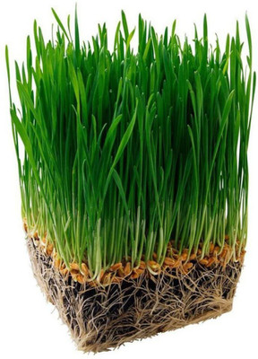 VibeX ™ VXI-781-Organic Wheatgrass Seeds - For Wheat Grass Seed(1600 per packet)