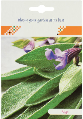 VibeX ® XLL-608- Fast Germination Sage Herb Seeds Seed(150 per packet)