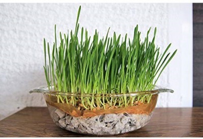 Biosnyg Organic Non-Gmo Non-Hybrid Seeds - Wheatgrass 5000 Seeds Seed(5000 per packet)