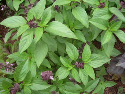 VibeX ® VXI-556-Green Thai Basil Herb Seeds Seed(25 per packet)