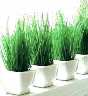 Biosnyg Soilless Organic Wheatgrass Microgreens Seeds 2500 Seeds Seed(2500 per packet)