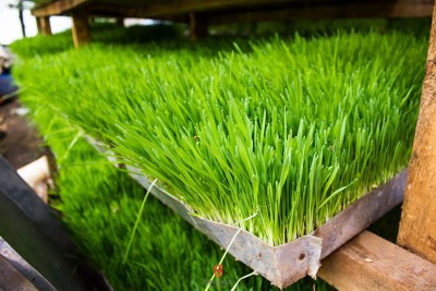 Biosnyg Wheatgrass Microgreen Soilless Organic Non-Gmo 1000 Seeds Seed(1000 per packet)